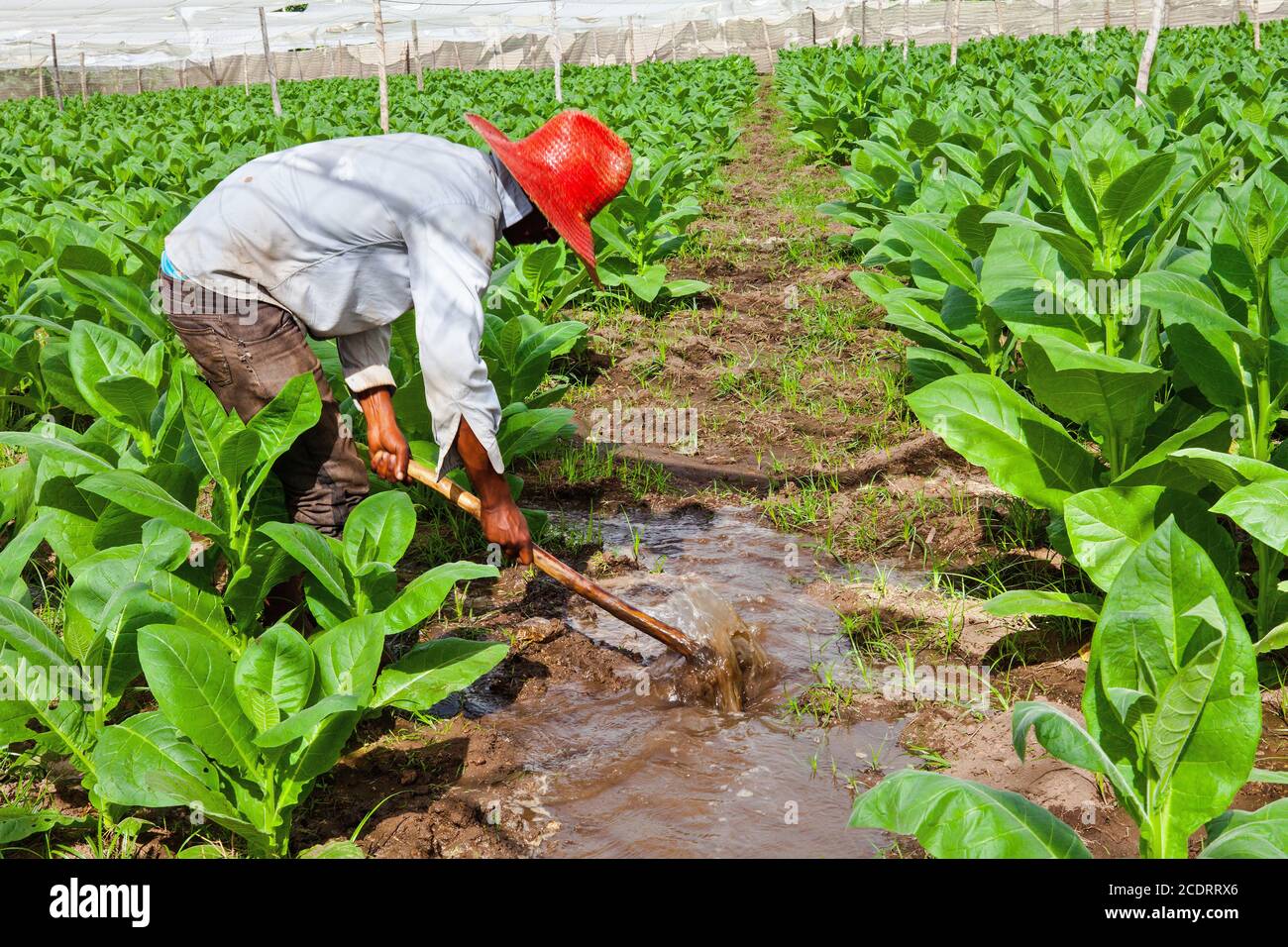 Burley Tobacco Field Stockfotos Und Bilder Kaufen Alamy