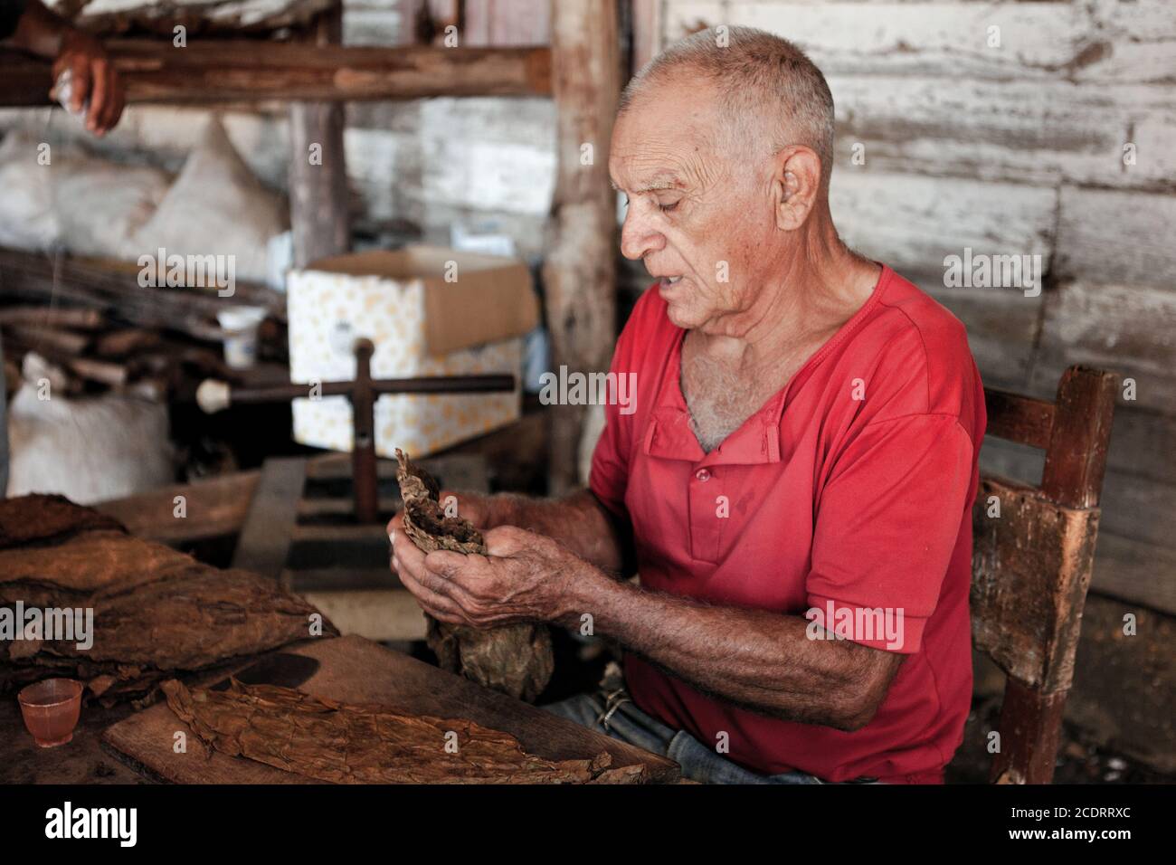 Ein älterer Mann arbeitet an der traditionellen Zigarrenplantage kubanische Tabakfabrik Stockfoto