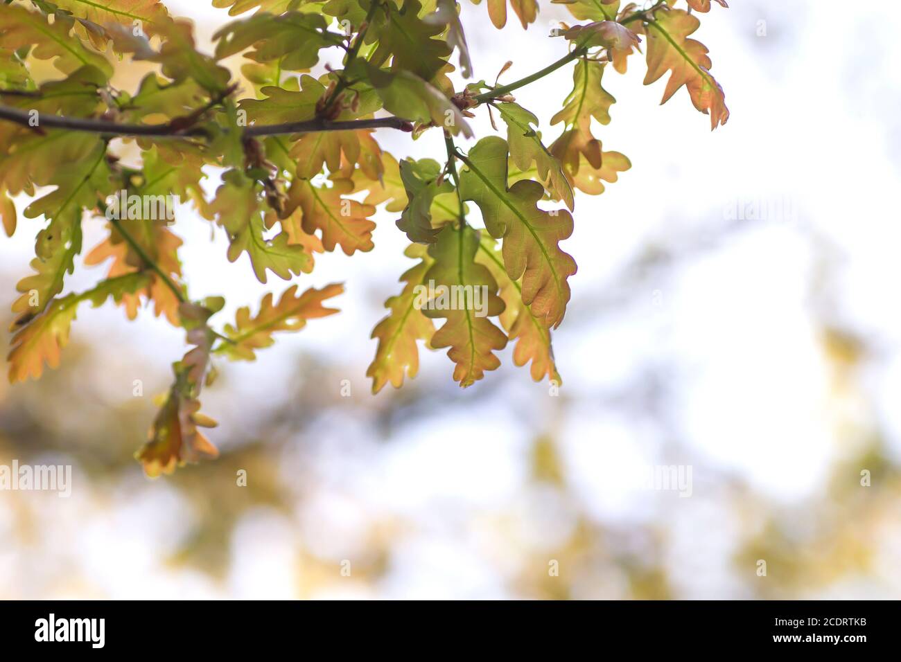 Bimundors Eichenlaub Detail Stockfoto