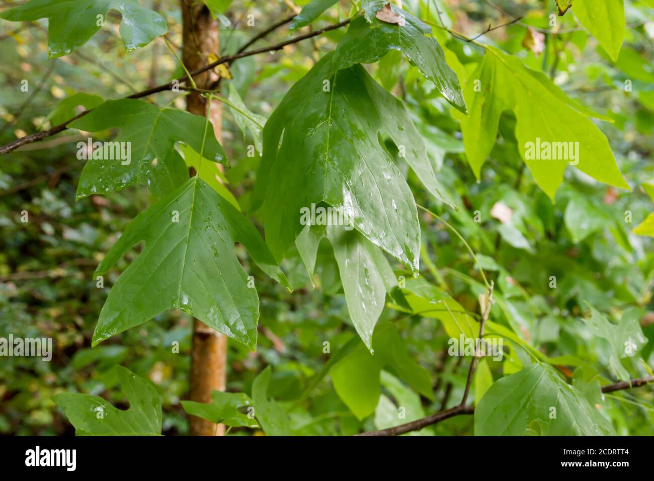 Tulpe Baum grün Laub Detail Stockfoto