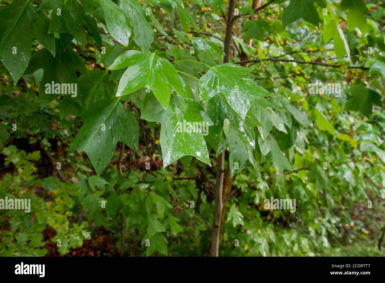 Tulpe Baum grün Laub Detail Stockfoto