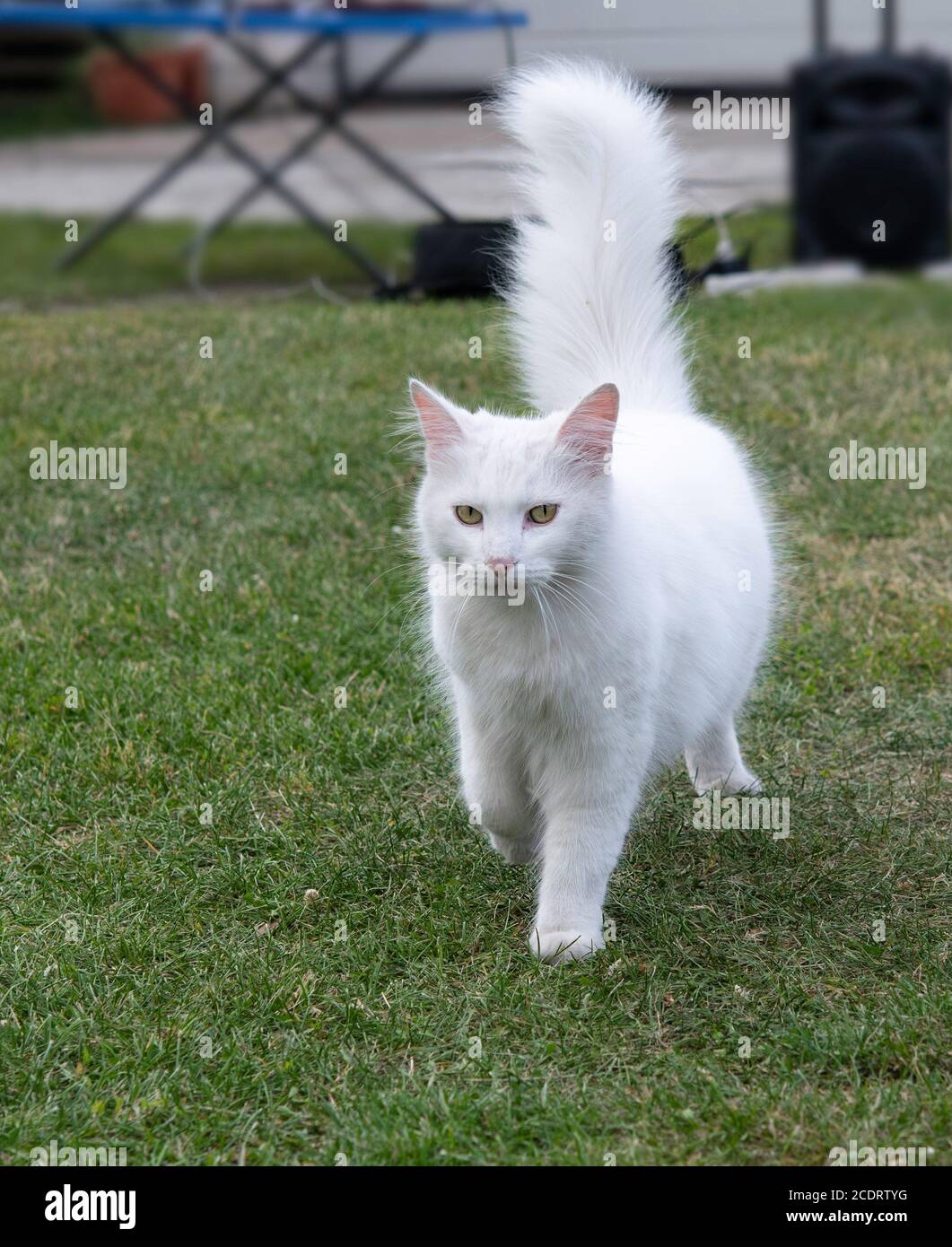 Weiße Katze zu Fuß im Hof. Stolze weiße Katze, häusliche junge Katze, vertikale Foto.Weiße lange Haare Katze zu Fuß in der grünen Wiese Stockfoto