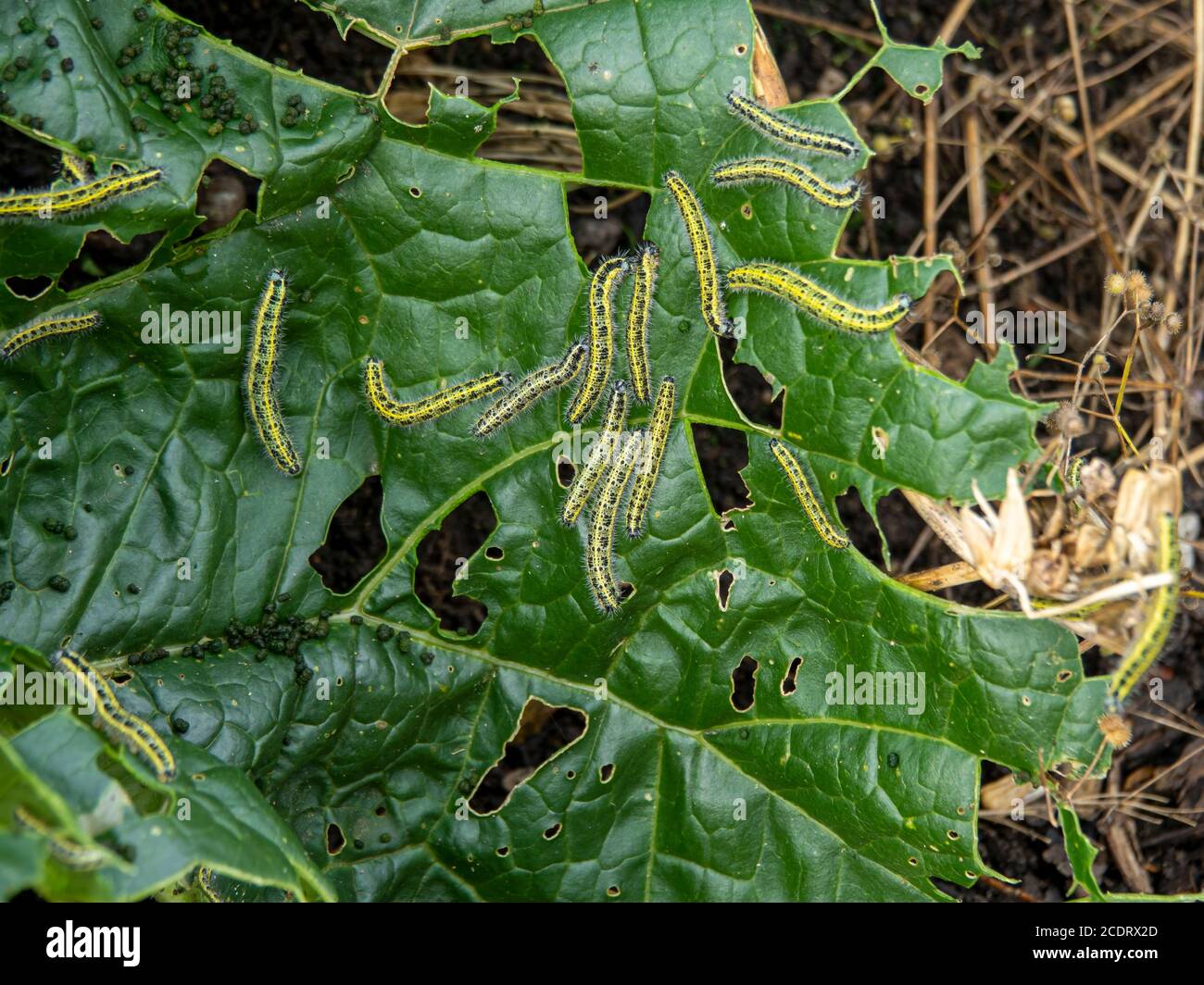 Raupen des großen weißen Schmetterlings, Pieris brassicae, füttern auf einem Kohlblatt Stockfoto