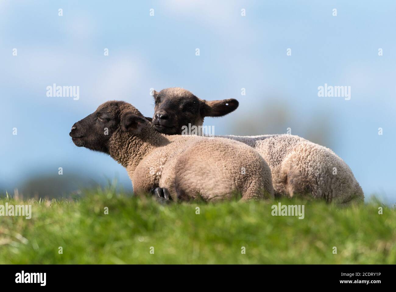 Junge Schafe mit schwarzem Kopf. Stockfoto