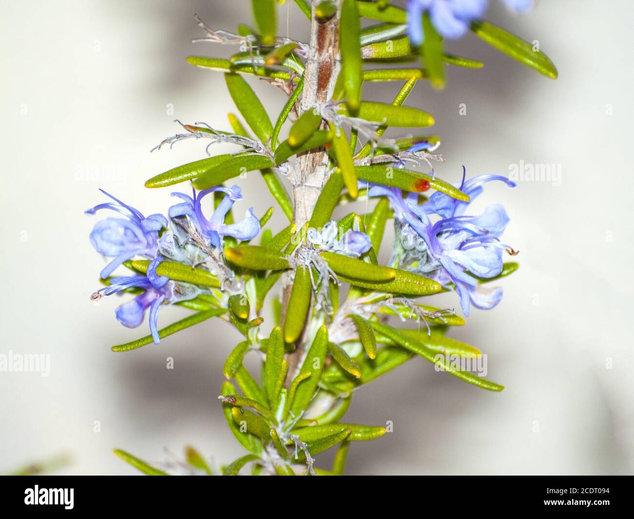 Rosmarinus officinalis - Rosmarinpflanze auf Blüte Stockfoto