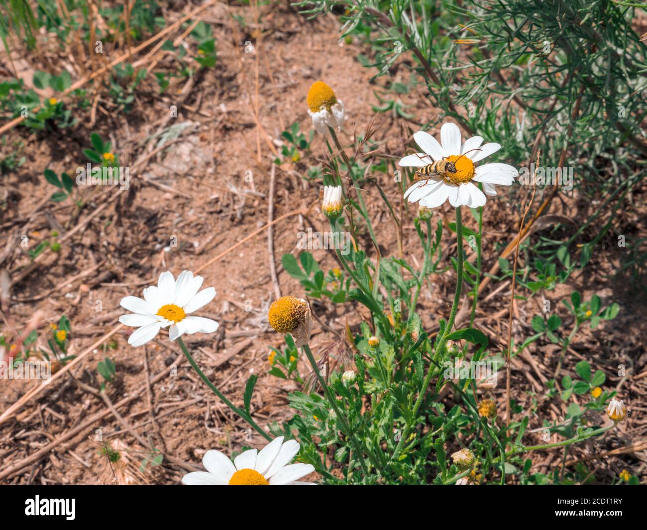 Gestreifte Wespe sitzt auf einem gelben Zentrum der Kamillenblüte wächst im Freien in der Nähe der Landstraße an einem sonnigen Tag. Stockfoto