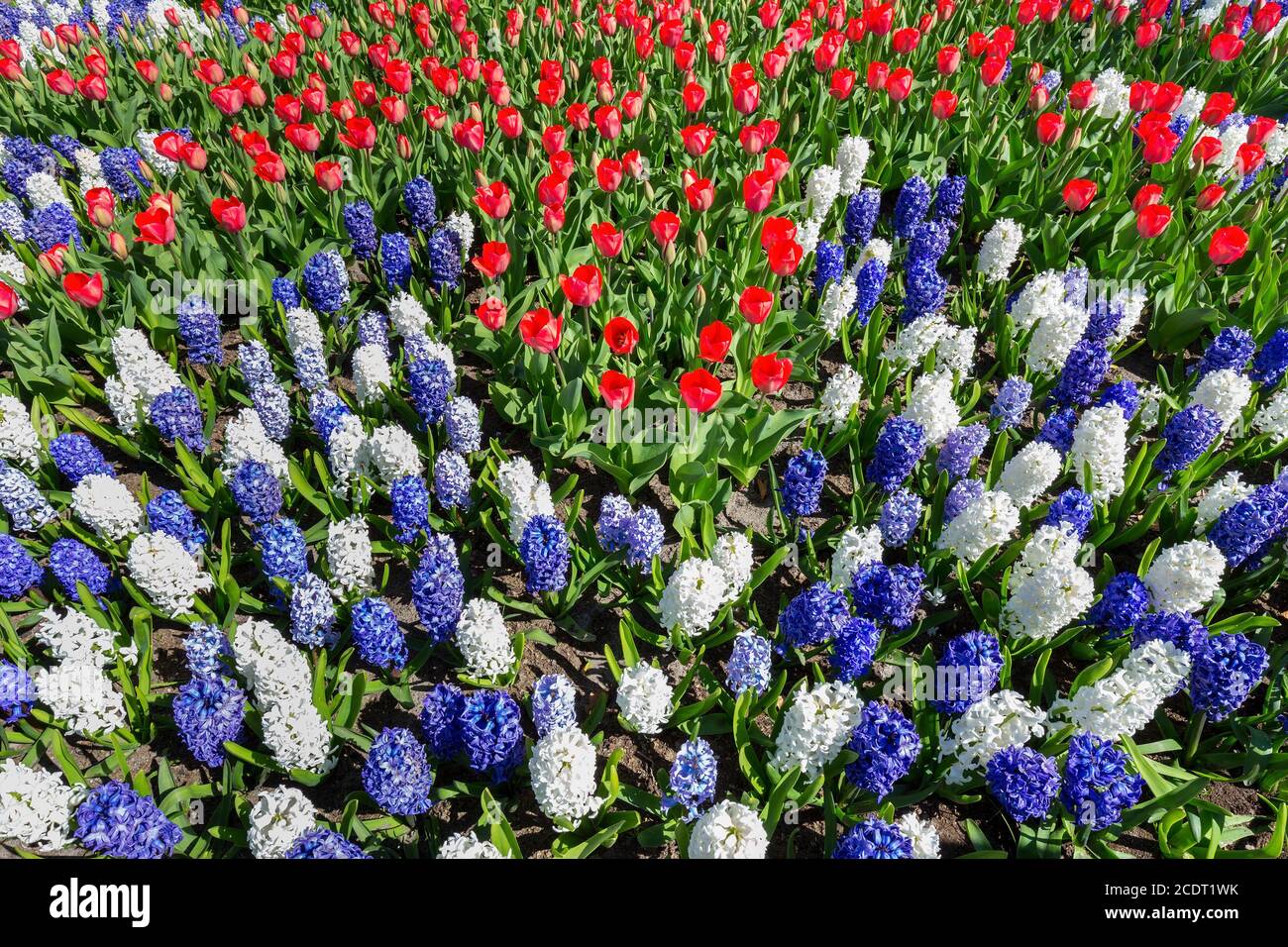 Blumenfeld mit rot weiß blauen Tulpen und Hyazinthen Stockfoto