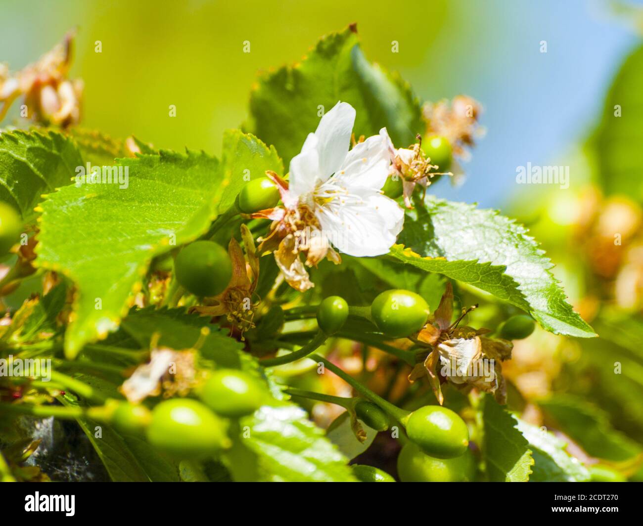 Grüne Kirschen auf dem Kirschbaum im Frühling Stockfoto