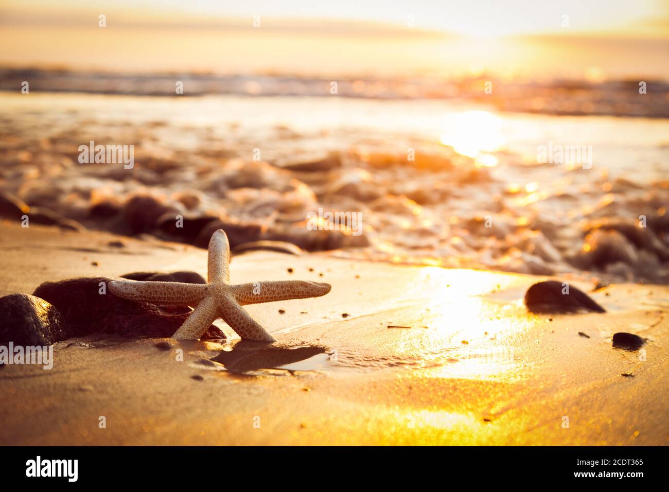 Seesterne am Strand bei Sonnenuntergang. Sonne scheint auf dem Meer Stockfoto