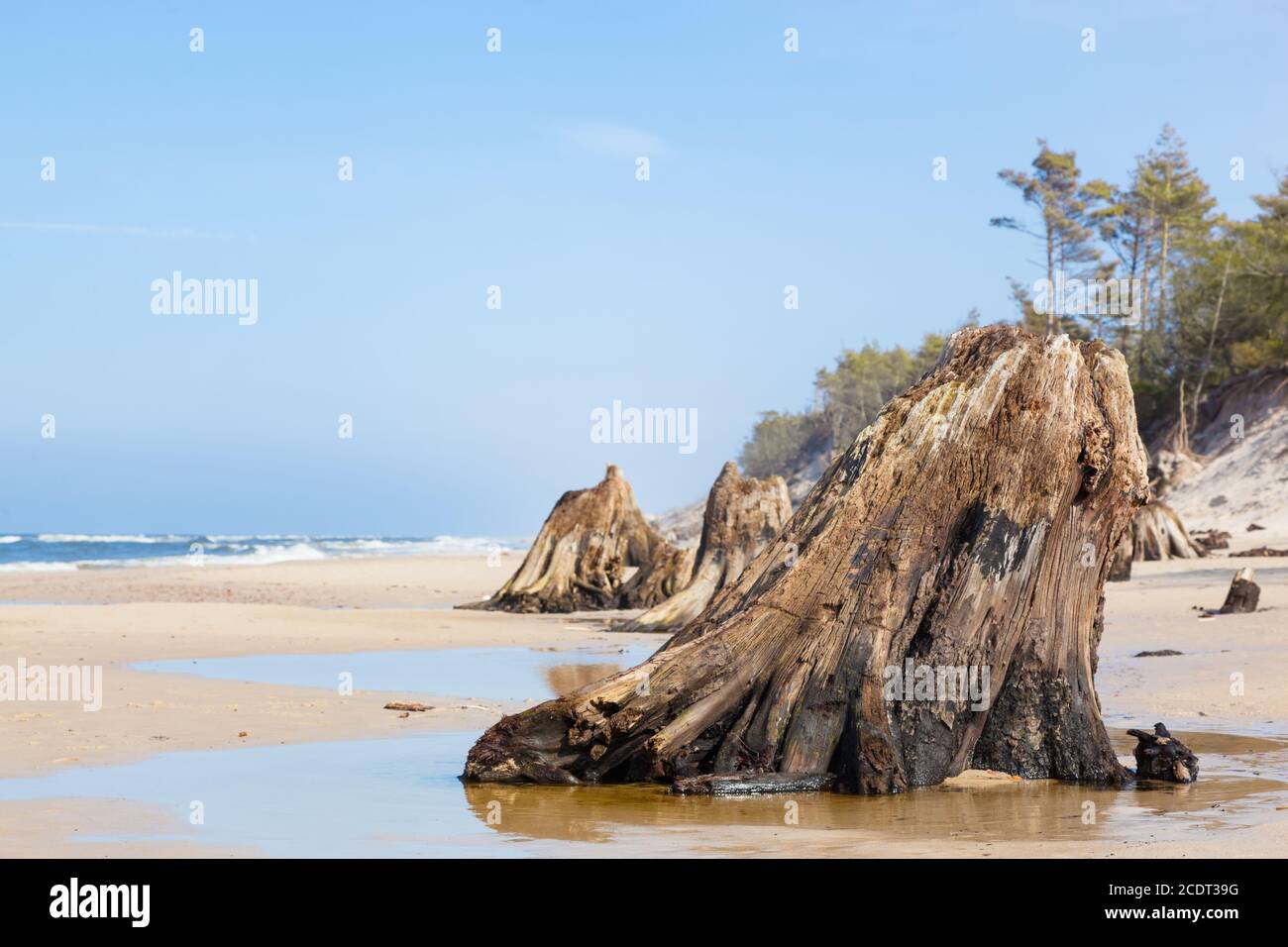 3000 Jahre alte Baumstämme am Strand nach Sturm. Slowinski Nationalpark, Ostsee, Polen Stockfoto
