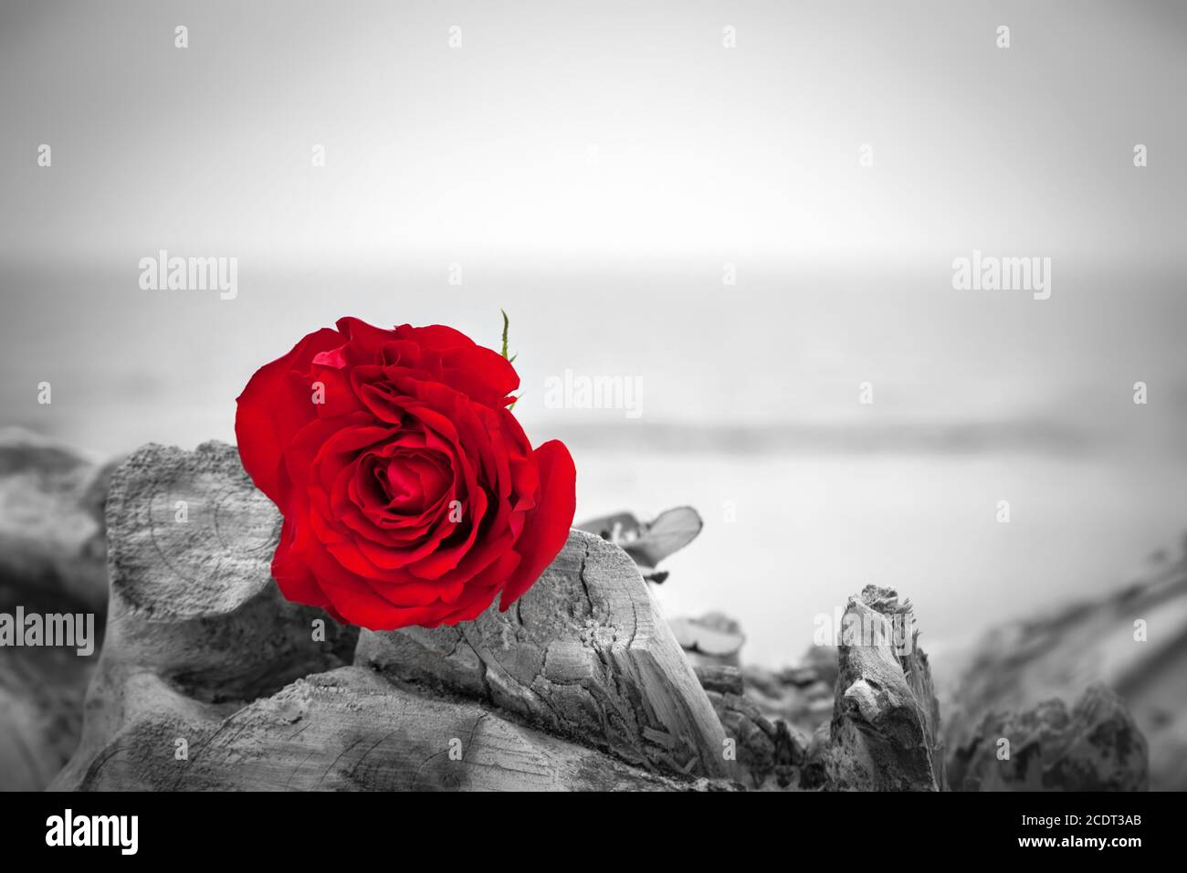 Rote Rose am Strand. Farbe gegen Schwarz und Weiß. Liebe, Romantik, melancholische Konzepte. Stockfoto