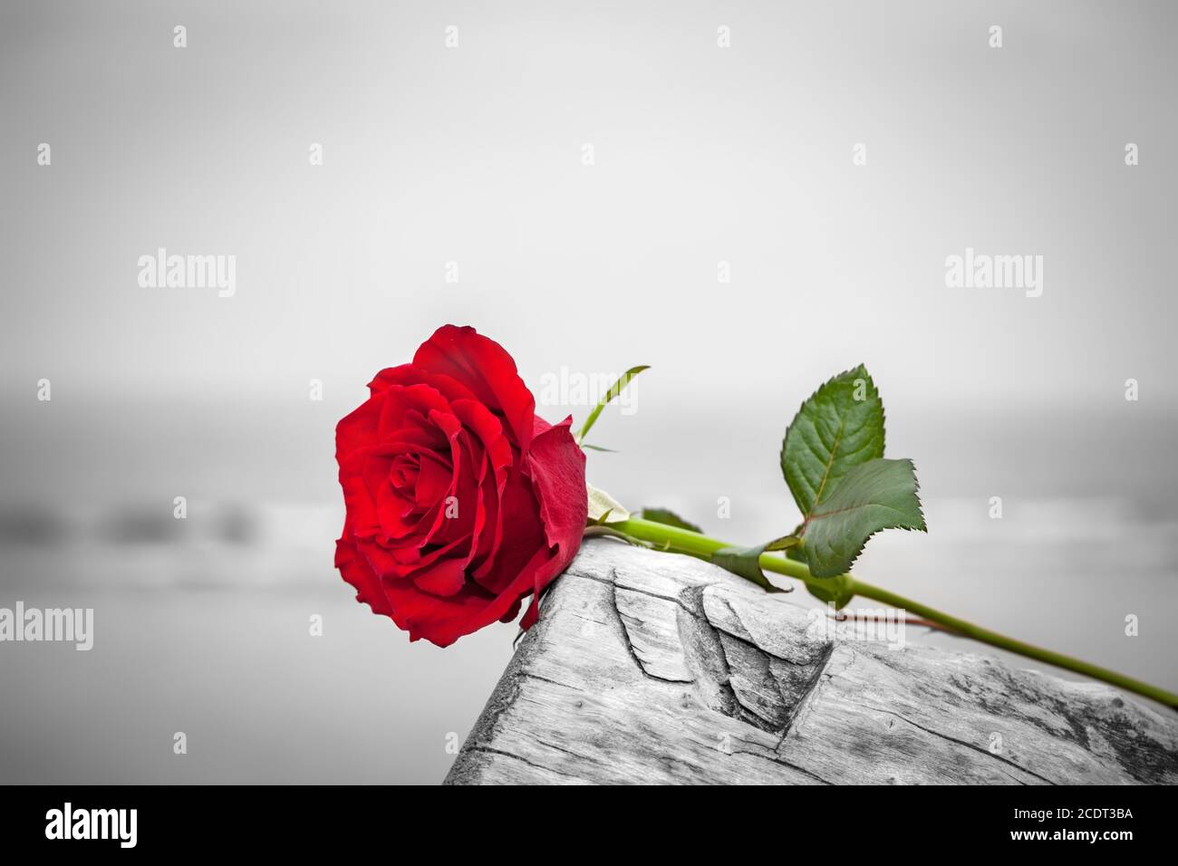 Rote Rose am Strand. Farbe gegen Schwarz und Weiß. Liebe, Romantik, melancholische Konzepte. Stockfoto