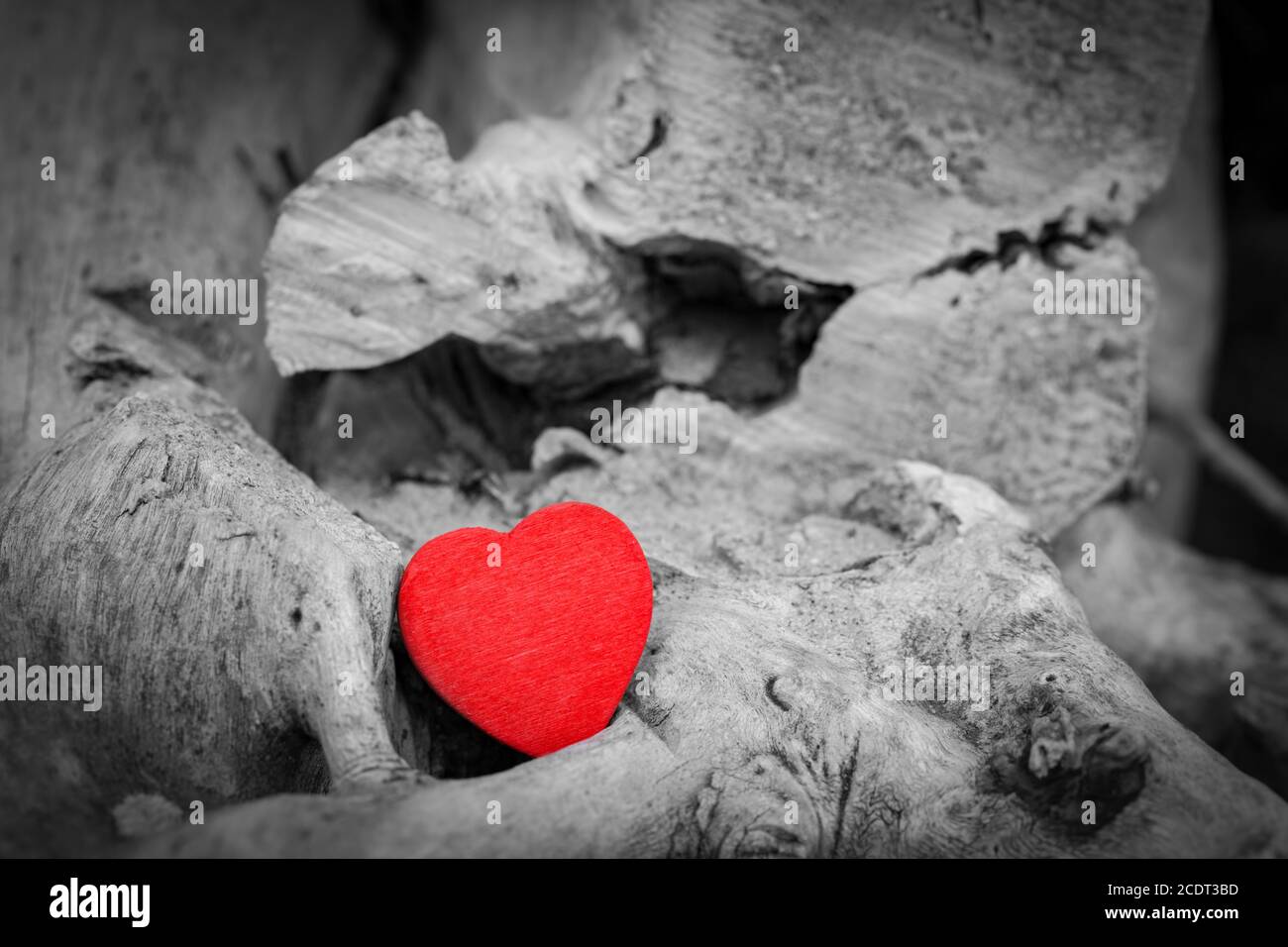 Rotes Herz in einem Baumstamm und Ästen. Liebe Symbol. Rot gegen Schwarz und Weiß Stockfoto