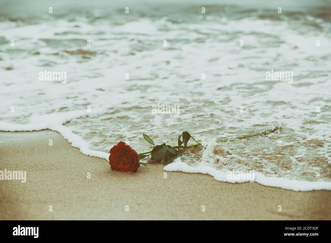 Wellen waschen eine rote Rose vom Strand weg. Vintage. Liebe Stockfoto