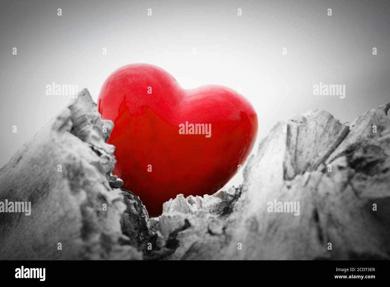 Rotes Herz in einem Baumstamm und Ästen. Liebe Symbol. Rot gegen Schwarz und Weiß Stockfoto