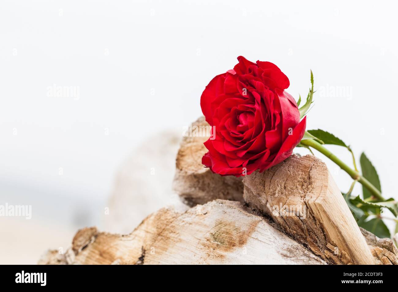 Rote Rose am Strand. Liebe, Romantik, melancholische Konzepte. Stockfoto