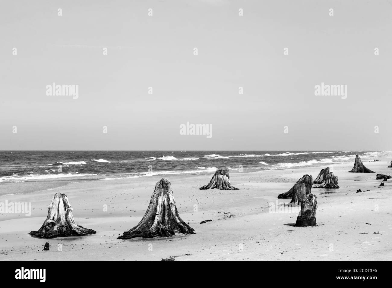3000 Jahre alte Baumstämme am Strand nach Sturm. Slowinski Nationalpark, Ostsee, Polen Stockfoto