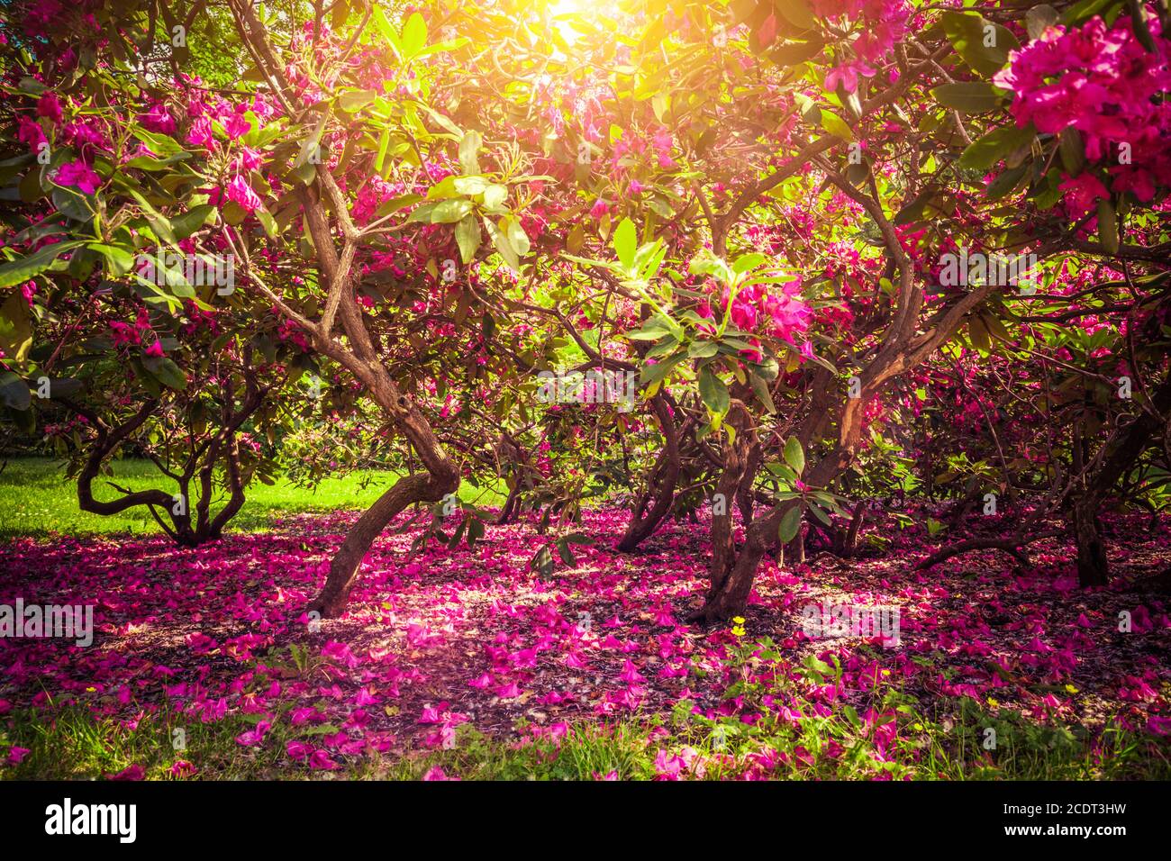 Magnolien Bäume und Blumen im Park, Sonne scheint, romantische Stimmung. Stockfoto