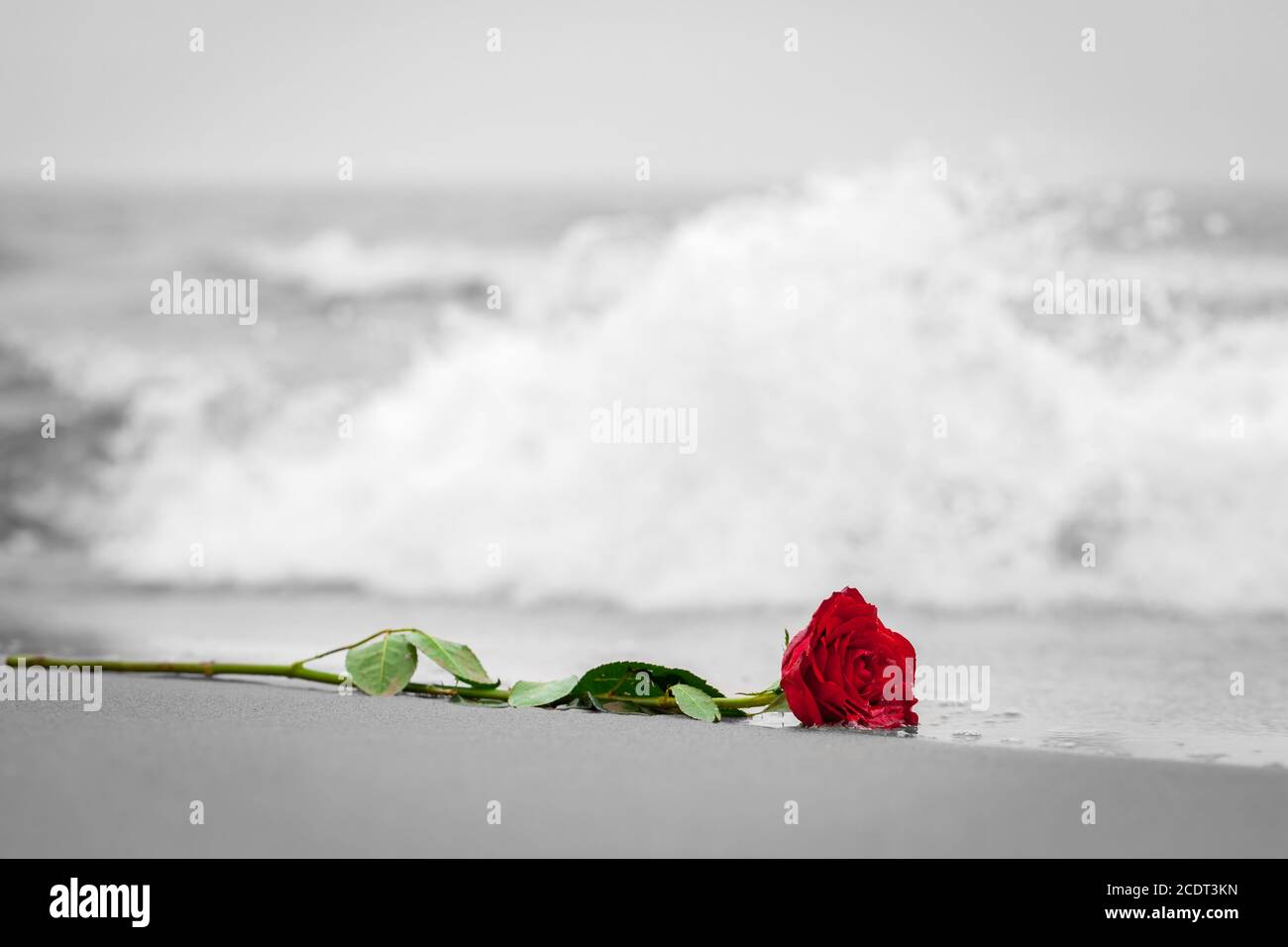 Wellen waschen eine rote Rose vom Strand weg. Farbe gegen Schwarz und Weiß. Liebe Stockfoto