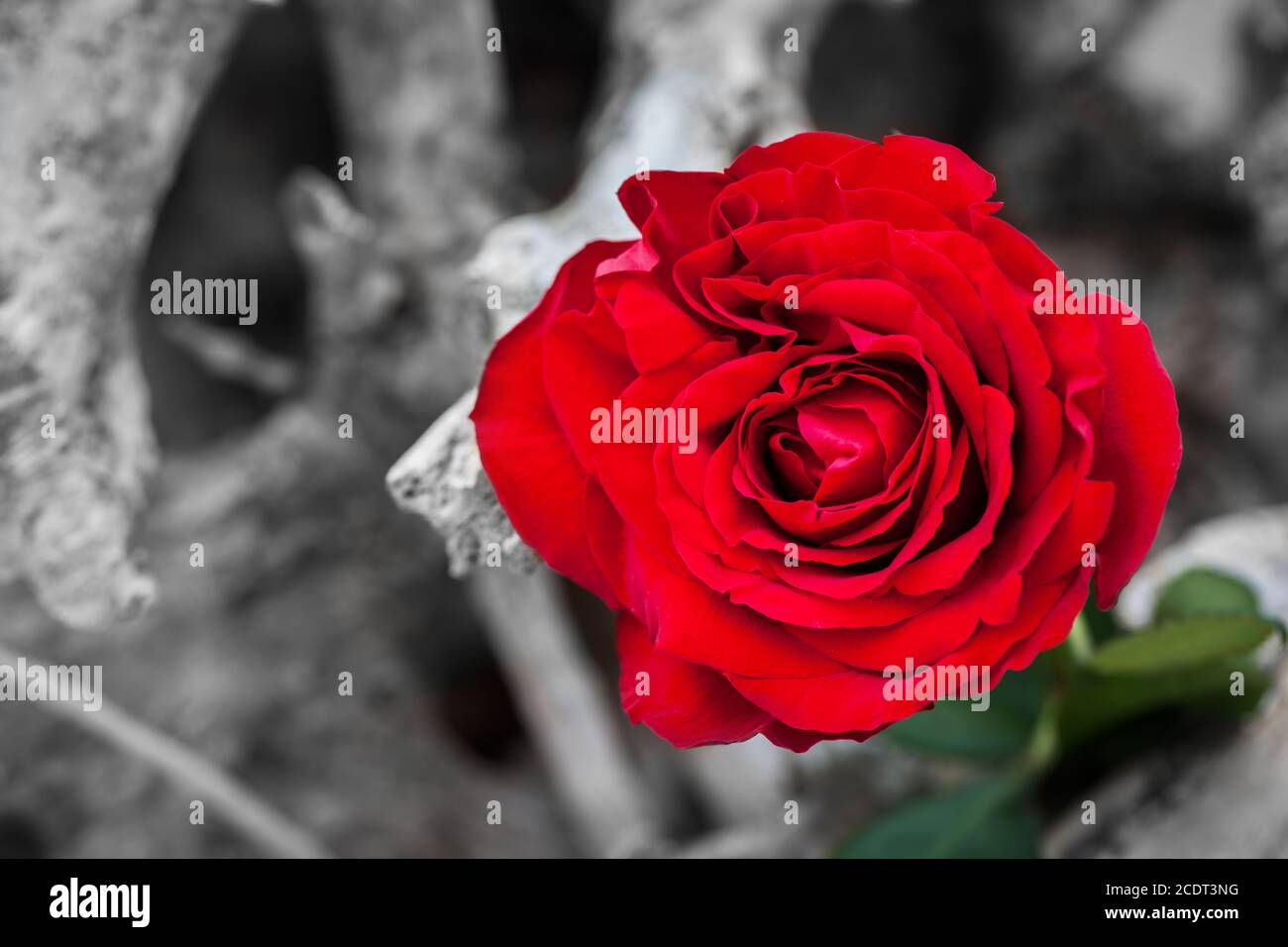 Rote Rose am Strand. Farbe gegen Schwarz und Weiß. Liebe, Romantik, melancholische Konzepte. Stockfoto