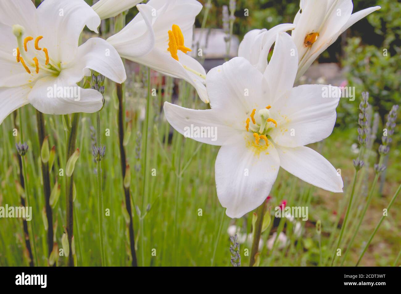 Madonnenlilie weiße Blüten blühen Stockfoto