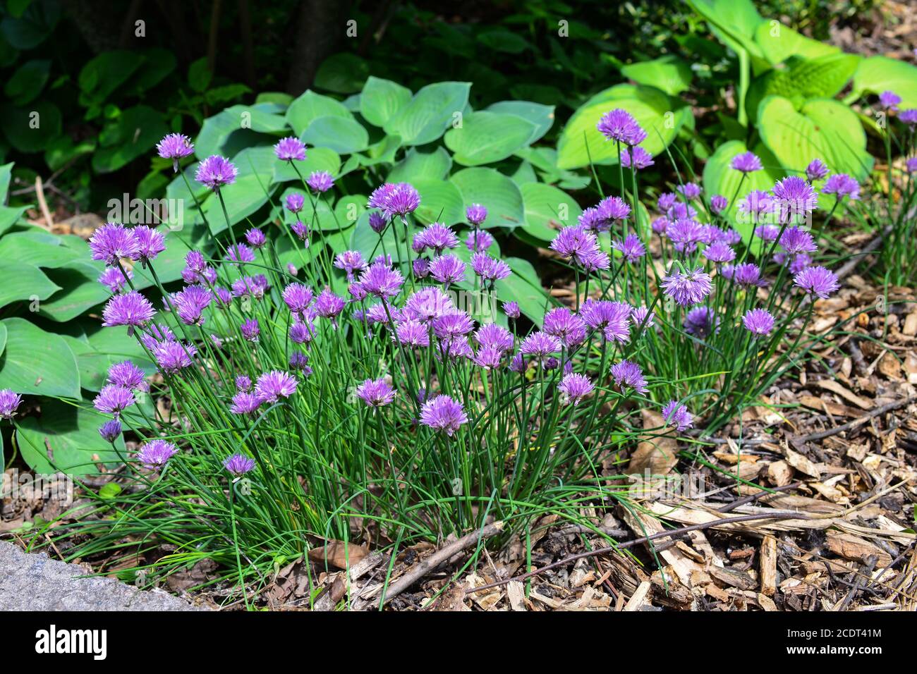 Allium hollandicum, gebräuchliche Namen holländischer Knoblauch oder wilde Zwiebel. Sonniger Frühlingstag im Park Stockfoto