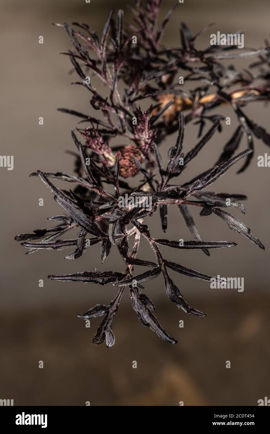 Entwickeln Von Holunderblüten (Sambucus 'Eva Black Lace') Stockfoto