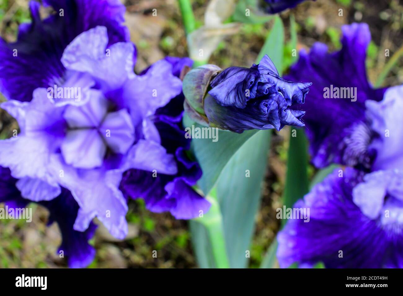 Nahaufnahme. iris Blume im Freien, blaue Iris Blume im Garten. Sonniger Frühlingstag im Park Stockfoto