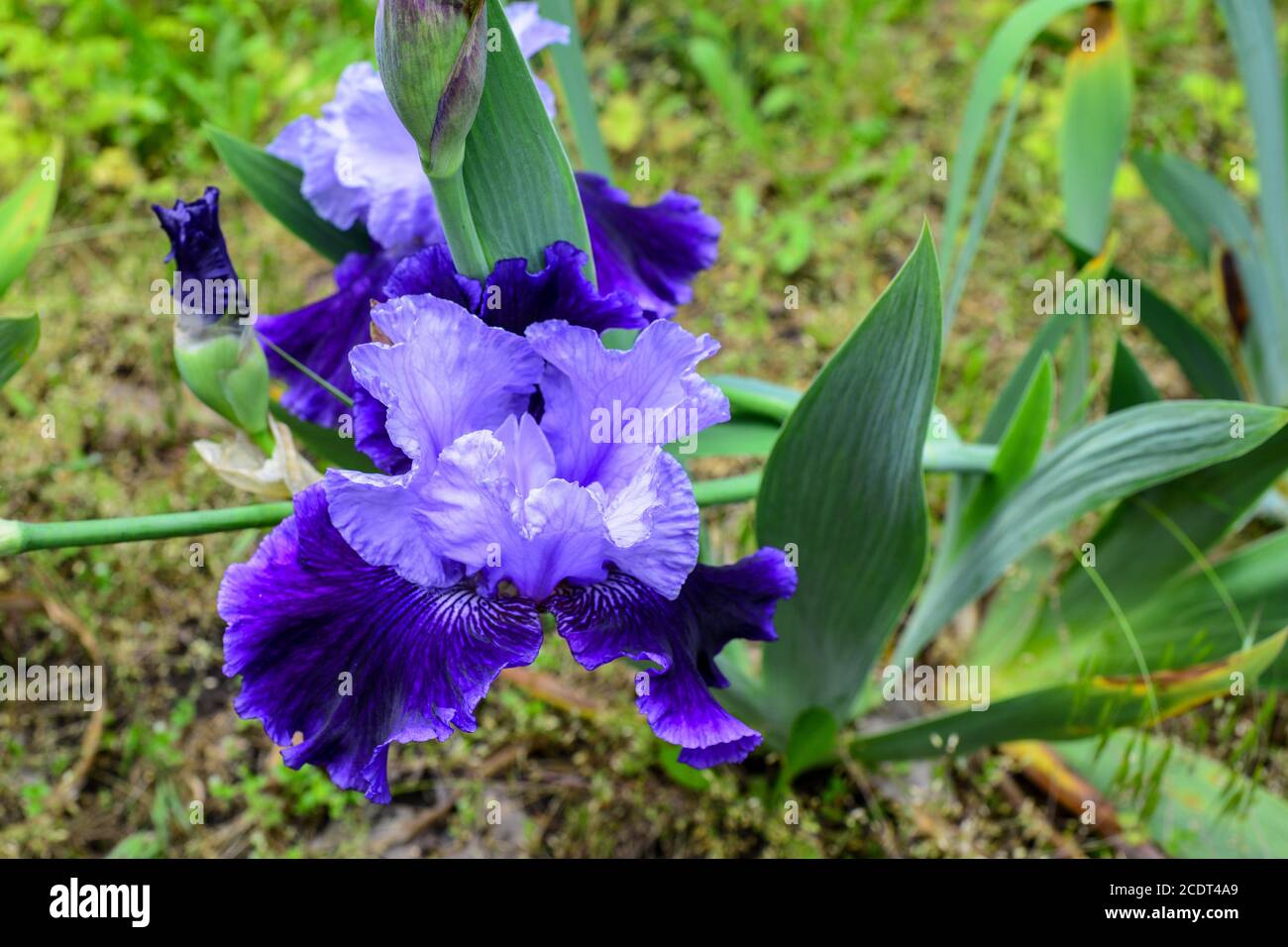 Nahaufnahme. iris Blume im Freien, blaue Iris Blume im Garten. Sonniger Frühlingstag im Park Stockfoto