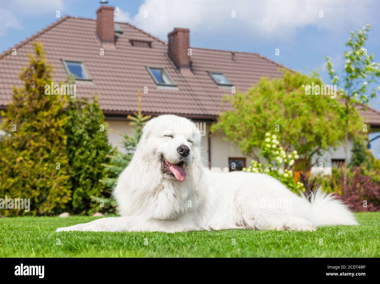 Großer Wachhund, der vor dem Haus ruht. Polnische Tatra Schäferhund Stockfoto