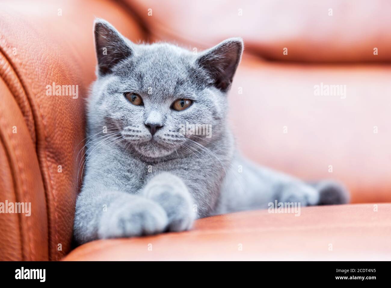 Junge süße Katze auf Ledersofa ruht. Das Britische Kurzhaar Kätzchen mit blaugrauem Fell Stockfoto