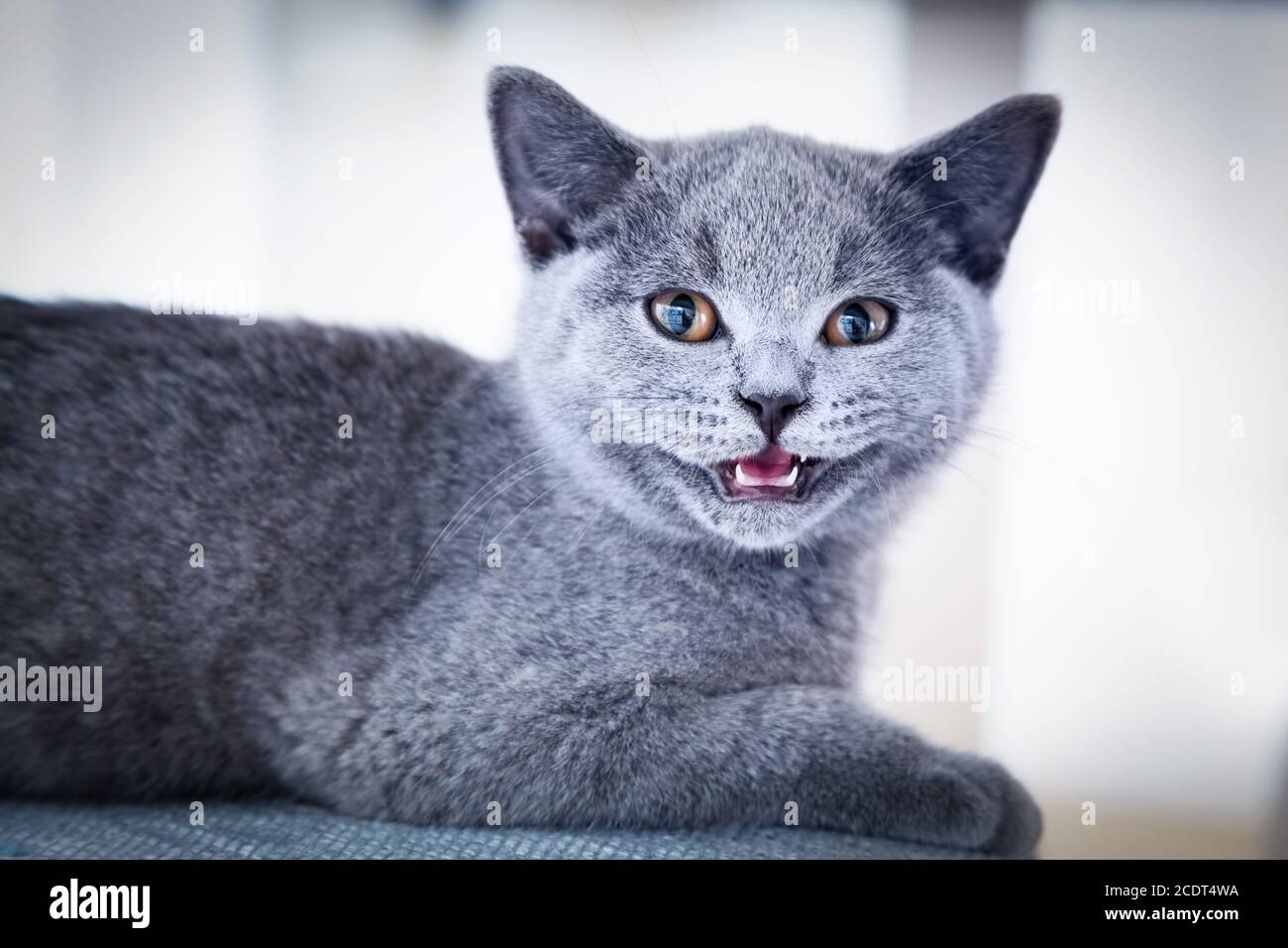 Junge nette Katze zeigt seine winzigen Zähne. Das Britische Kurzhaar Kätzchen mit blaugrauem Fell Stockfoto