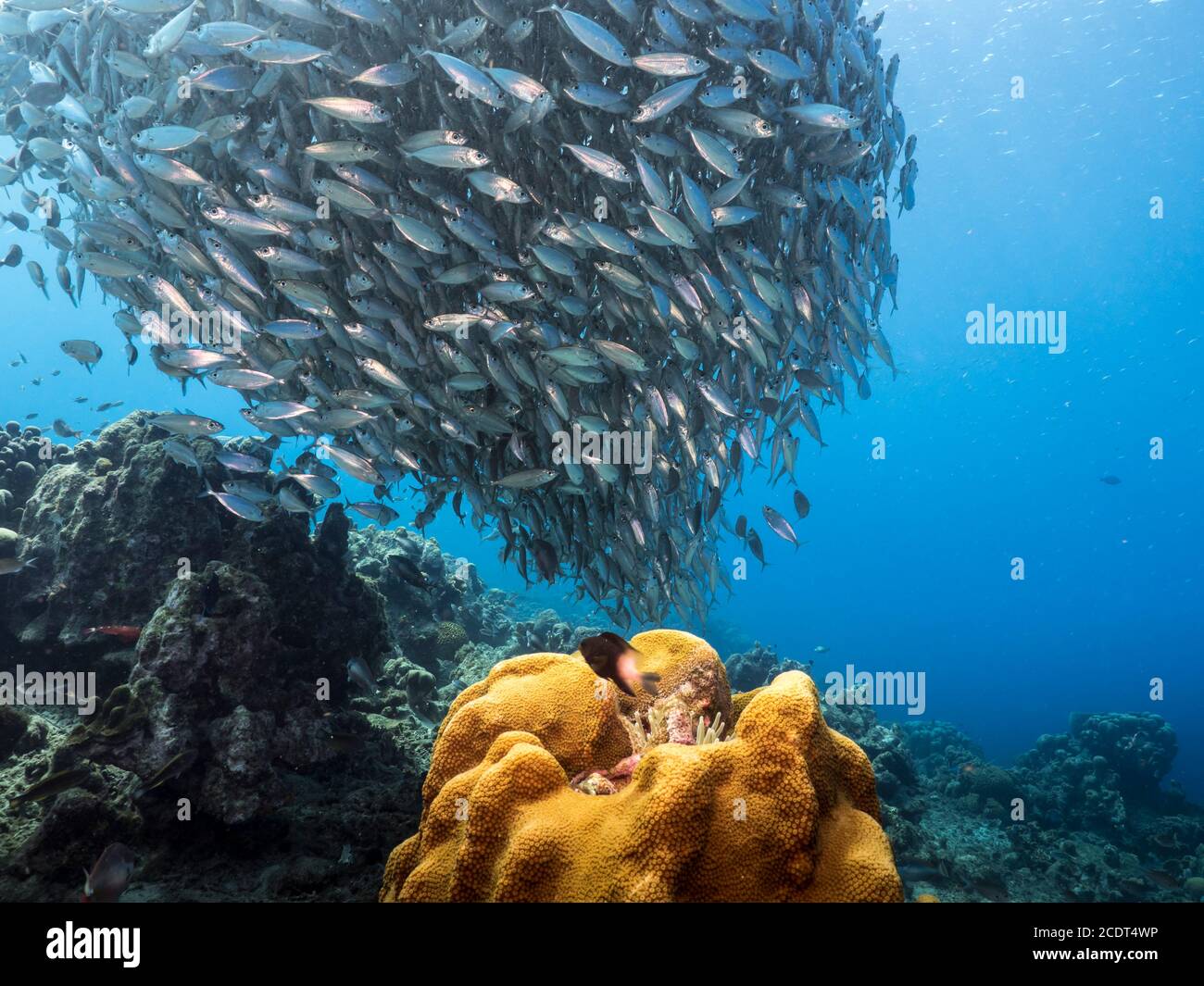 Köderball / Schule von Fischen in türkisfarbenem Wasser Korallenriff in der Karibik / Curacao mit Sea Anemone Stockfoto