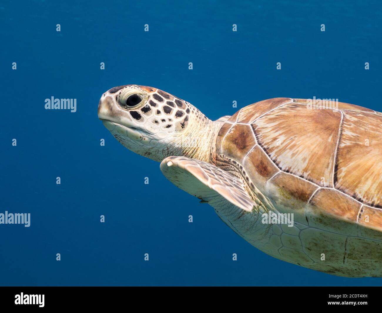 Grüne Meeresschildkröte schwimmen in türkis / seichtes Wasser Korallenriff in der Karibik Stockfoto