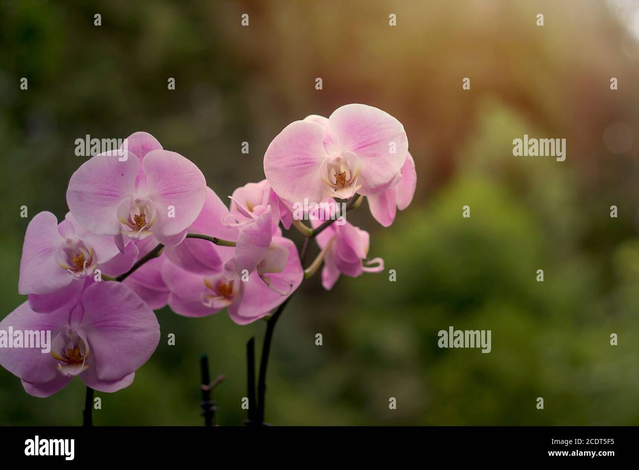 Motte Orchidee rosa Blüten Stockfoto