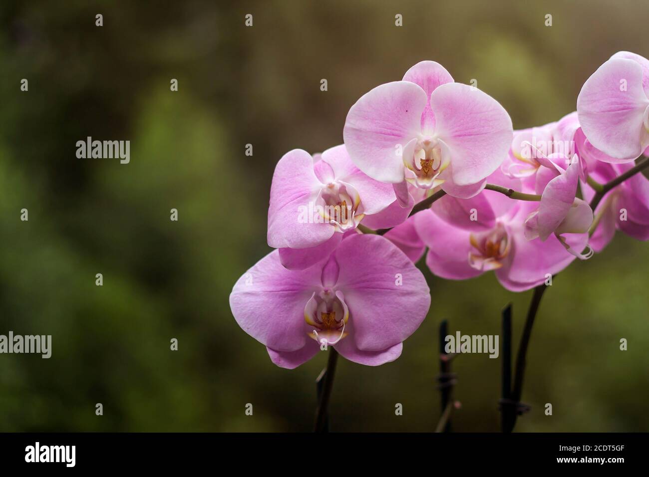Motte Orchidee rosa Blüten Stockfoto