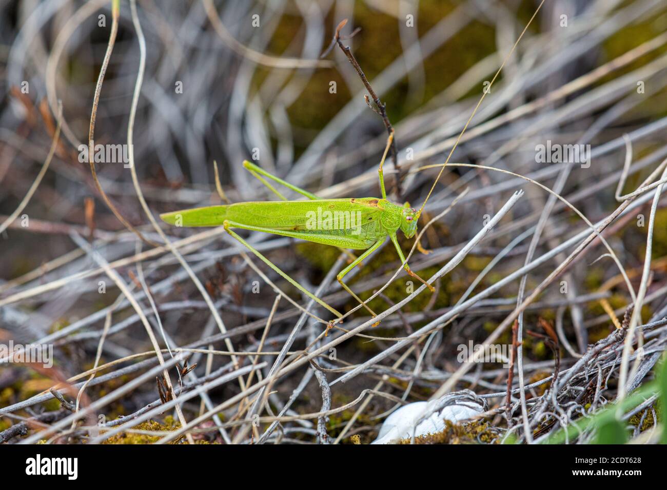 Sichelhaltiges Buschkricket in seinem natürlichen Lebensraum Stockfoto