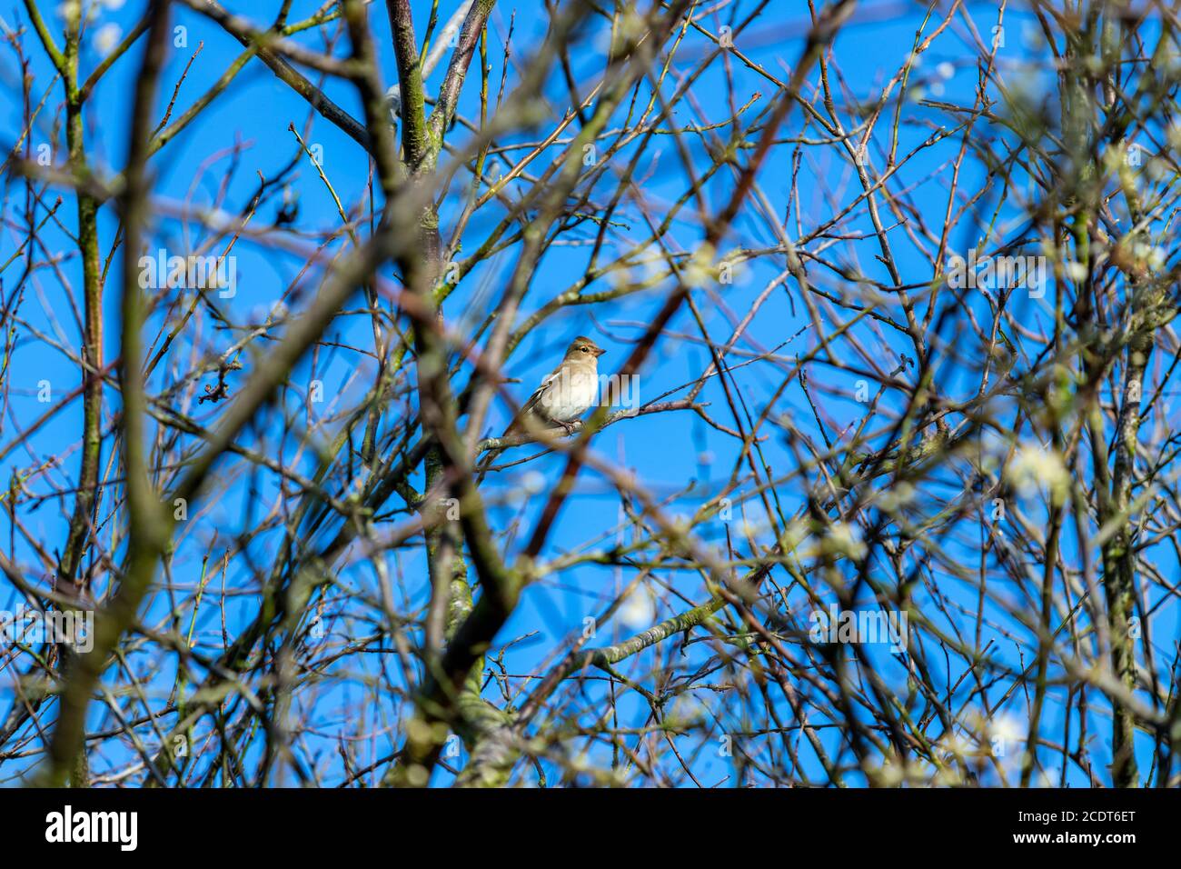 Weibliche Chaffinch (Fringilla coelebs), Lancashire, England, Großbritannien Stockfoto