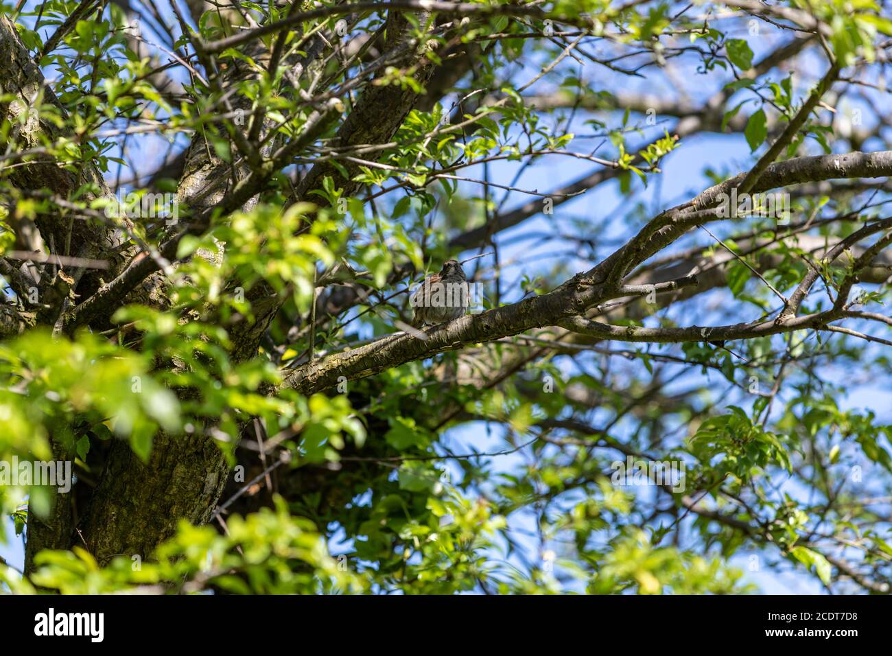 Juvenile Dunnock, Prunella modularis, Lancashire, England, Großbritannien Stockfoto