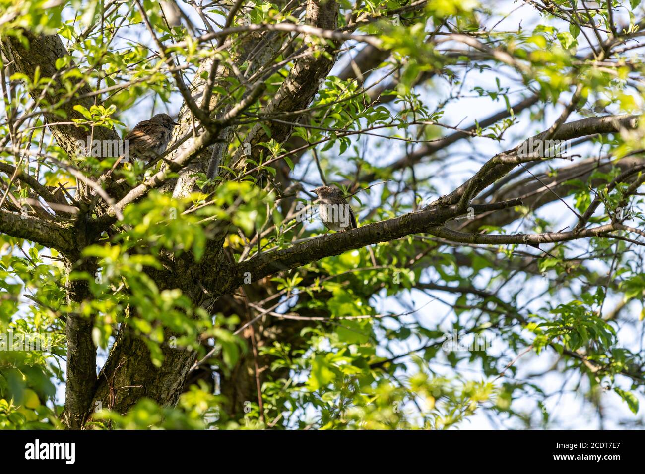 Juvenile Dunnock, Prunella modularis, Lancashire, England, Großbritannien Stockfoto