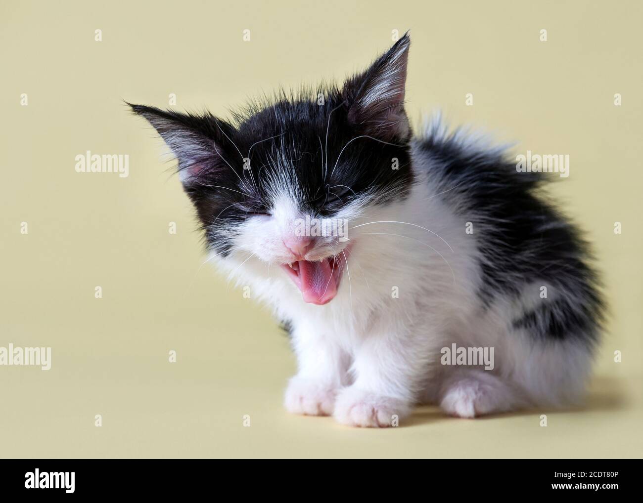 Nahaufnahme eines Kätzchens. Ein schönes Tier vor gelbem Hintergrund. Niedliches Baby. Schwarz-weißes Kätzchen. Gähnende Kätzchen. Lustige Kätzchen. Stockfoto