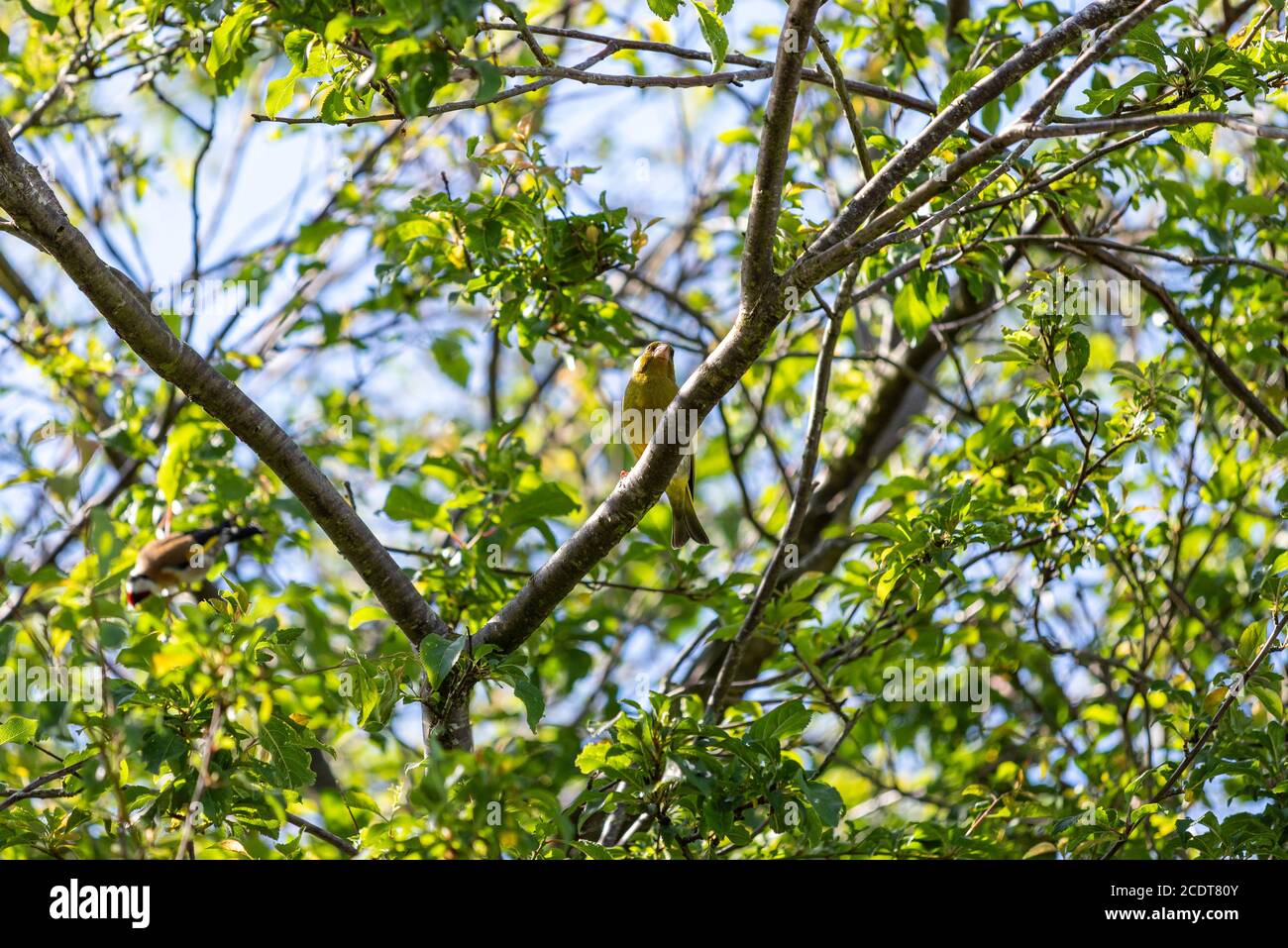 Europäischer Grünfink (Chloris chloris), Lancashire, England, Großbritannien Stockfoto