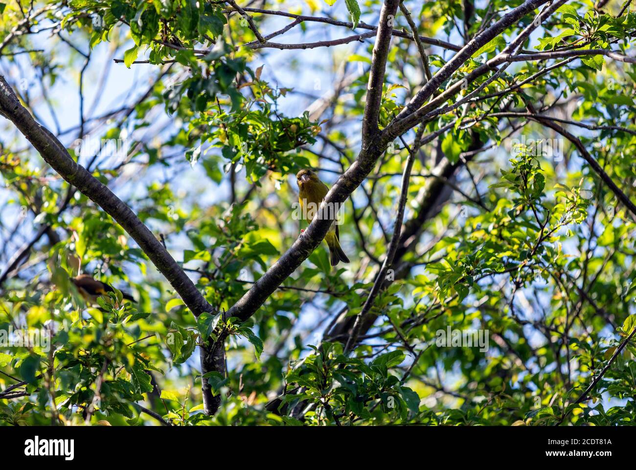 Europäischer Grünfink (Chloris chloris), Lancashire, England, Großbritannien Stockfoto