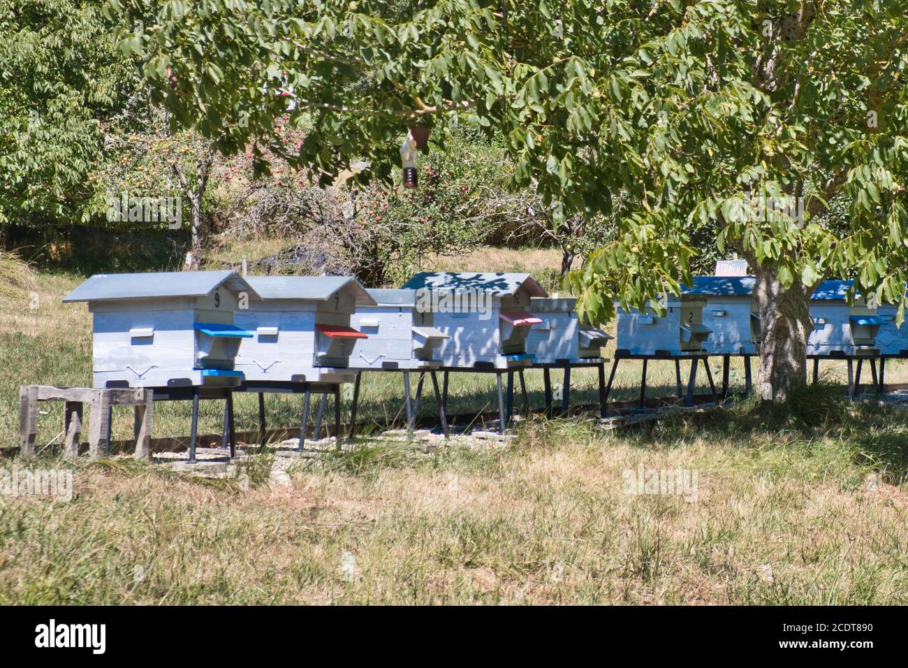 Eine Reihe von nummerierten Bienenstöcken Platz auf kleinen Tischen unter dem Schatten des Baumes. Bunte Veranden schützen die Bienen Eingang und jeder. Stockfoto