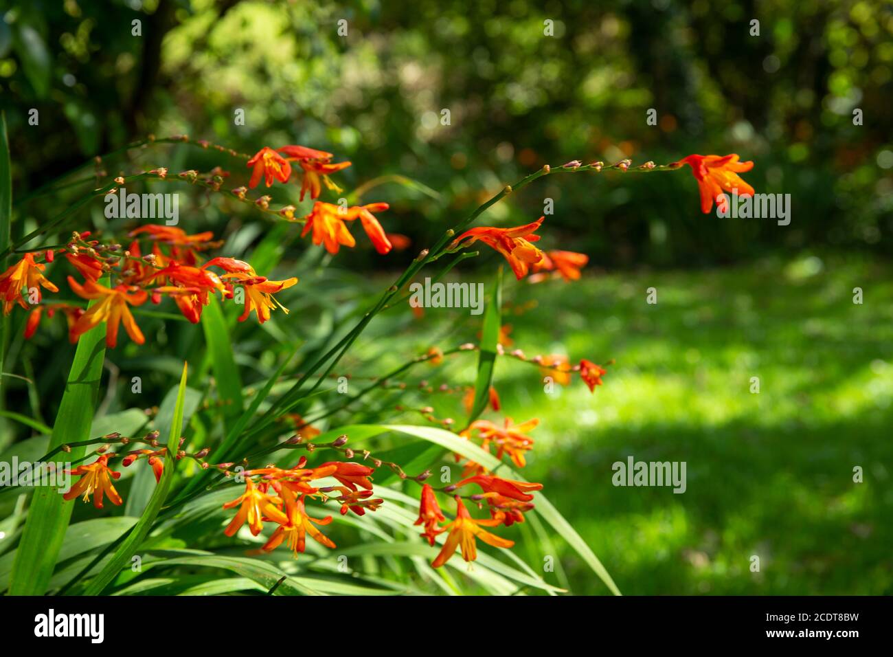 Montbretia blüht im Abendlicht Stockfoto