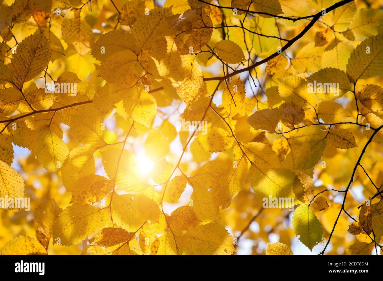 Herbstlaub und Sonne Stockfoto