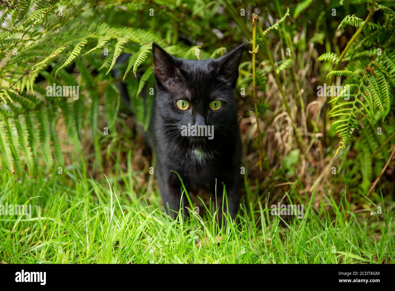 Schwarze Katze im Garten Stockfoto