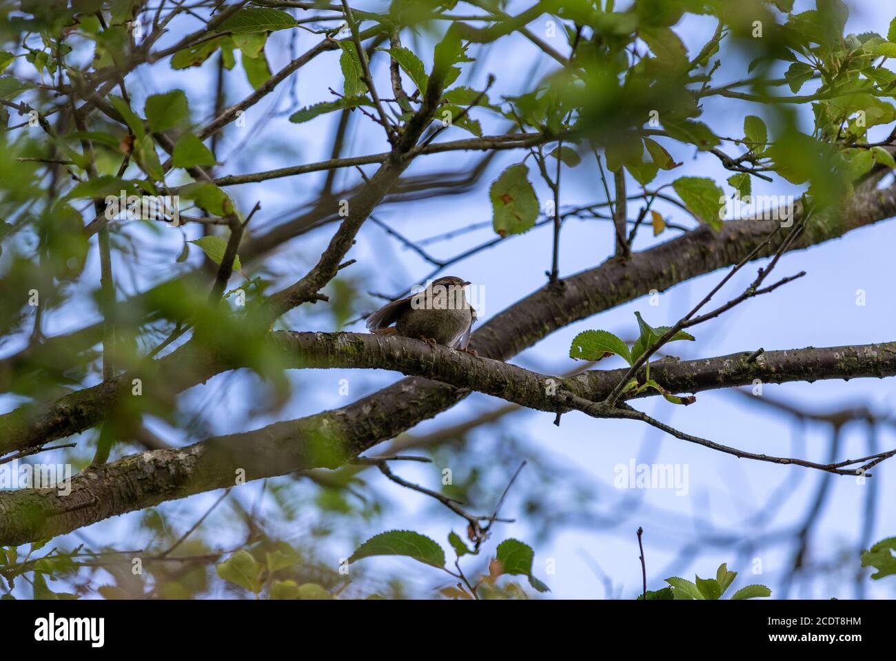 British Wren, Troglodytes troglodytes, Lancashire, England, Großbritannien Stockfoto