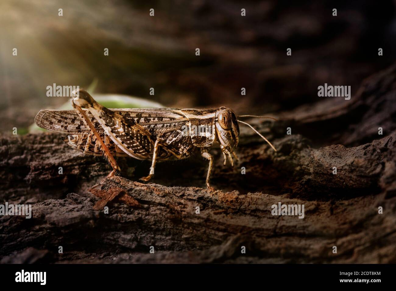 Heuschrecken auf der Rinde eines alten Baumes. Italienische Heuschrecke, Familie der Heuschrecke. Locust Italienisch, auf einem Baum thront und von den Strahlen der Sonne fr beleuchtet Stockfoto