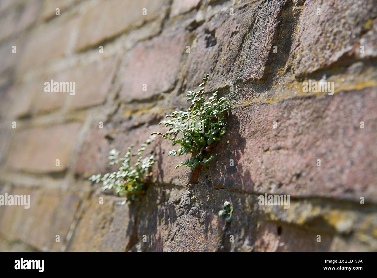 Der Kampf um das Überleben der Pflanze auf der Wand......... die alte Wand aus den Ziegelsteinen Stockfoto